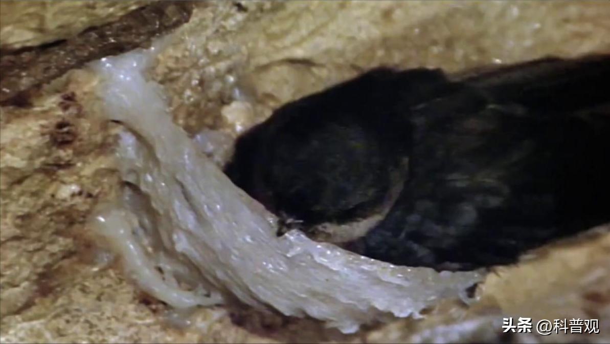 燕窝一千多怎么样,燕窝怎么加工出来的