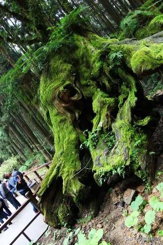台湾阿里山风景视频,台湾阿里山歌曲