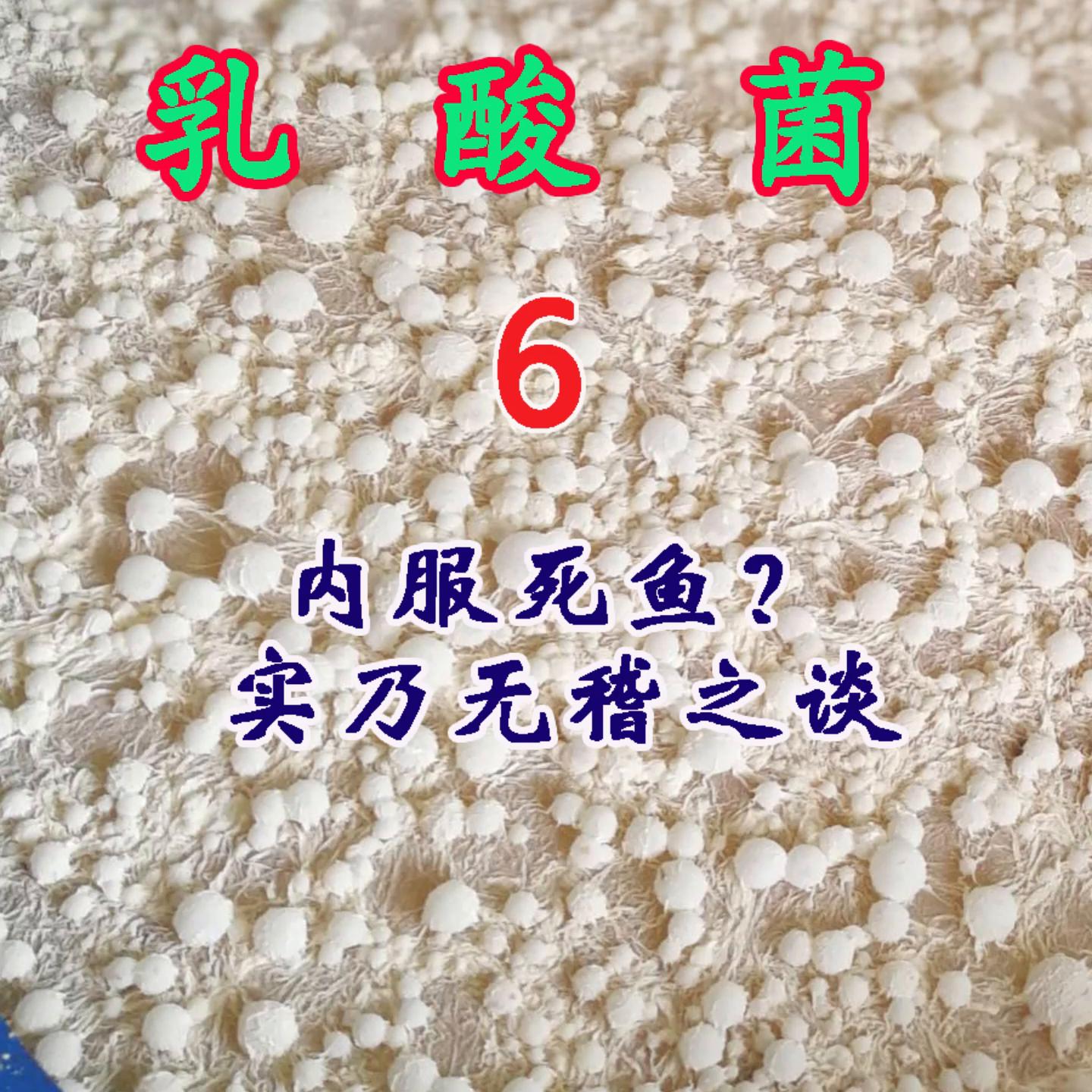 乳酸菌死鱼,水产乳酸菌用量过大缺氧的原因