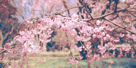 诗歌摘抄如梦令,古诗如梦令春景