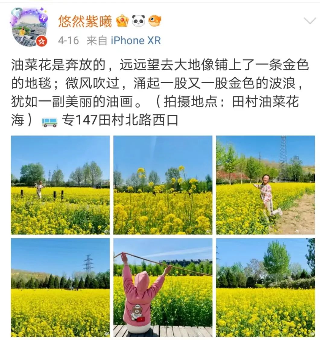 北京周边探秘京城最美油菜花海,北京油菜花必去的地方