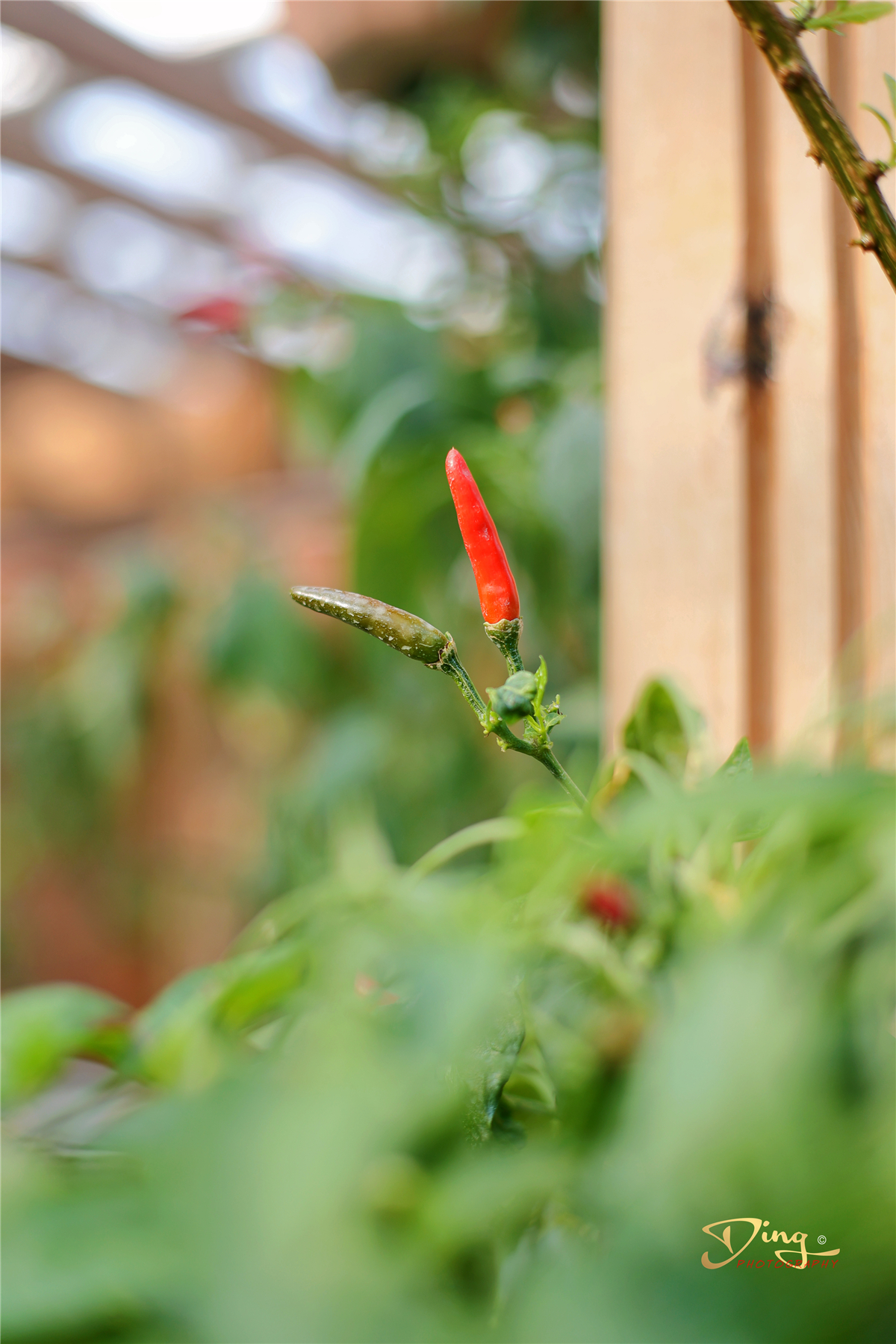 苏州东太湖游玩攻略,春节东太湖旅游攻略