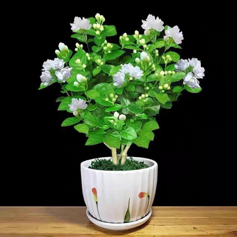 温度低于15度养花,耐热好养四季开花太阳花