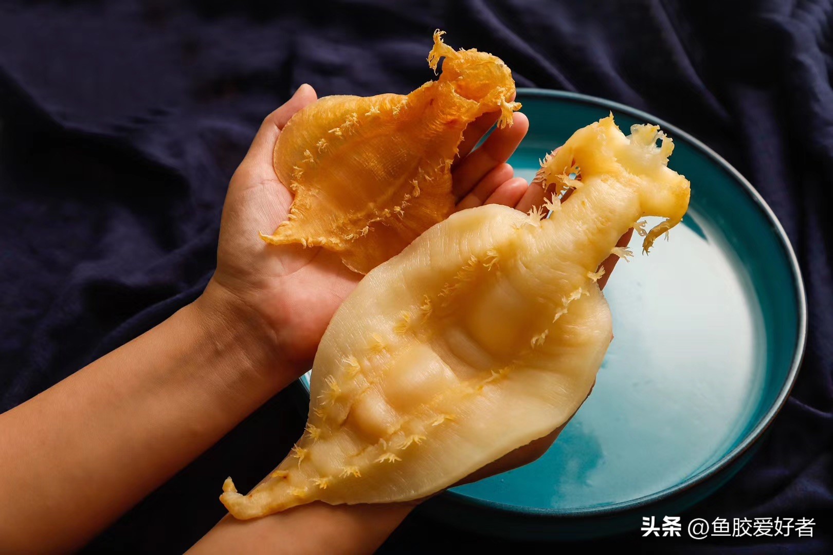 鱼胶科普知识,鱼胶知识视频教学