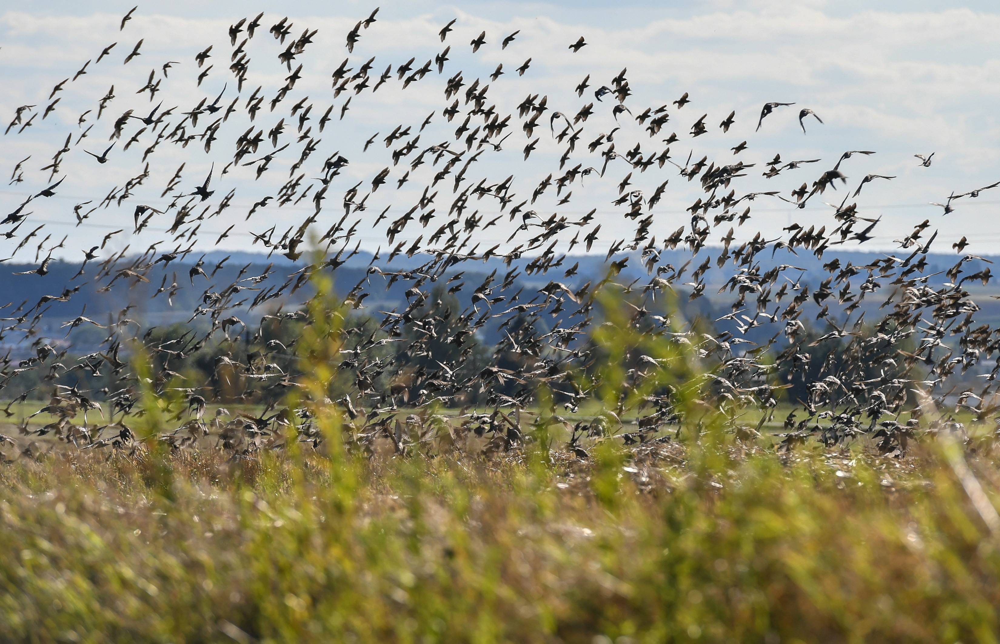 雨燕在空中边飞边睡的视频,雨燕是怎么边飞边睡的