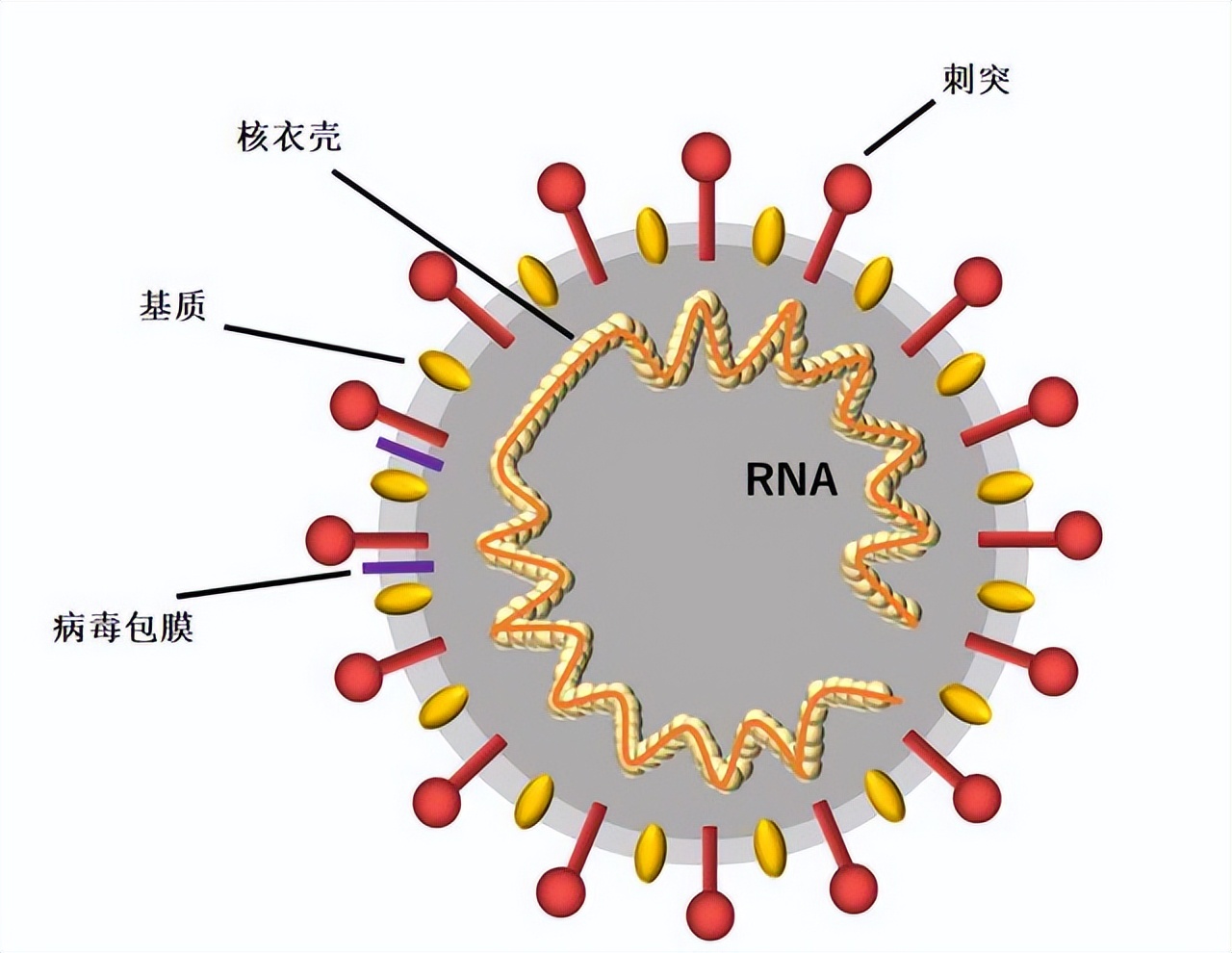 罗非鱼感染嗜水气单胞菌怎样治疗,罗非鱼病毒