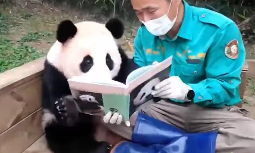 熊猫在各国的待遇相差到底有多大,熊猫在各国待遇