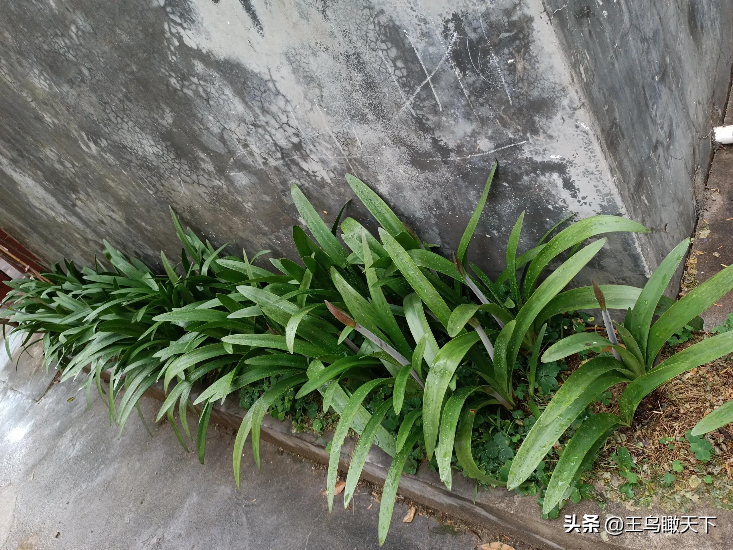 从门口到窗户只有七步,从门口到窗户只有七步原文