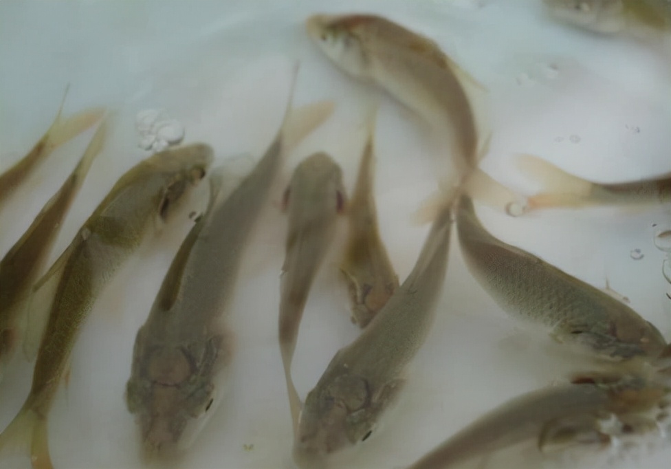 劝君莫食三月鲫好钓鱼吗,劝君莫食三月鲫能钓鱼吗