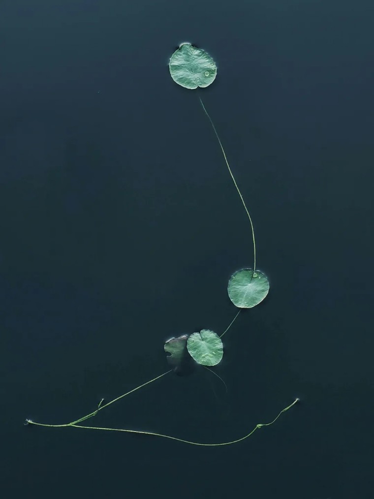 手机拍照：荷香四溢的摄影之旅！（影展点评第656期）