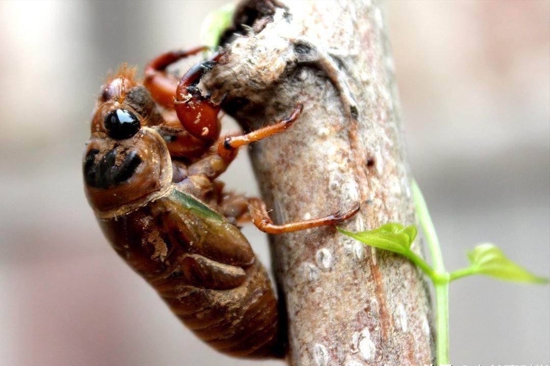 在美国知了猴泛滥,中国人在美国吃知了猴
