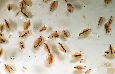 水蚤喂金鱼的优缺点,水蚤怎么跟金鱼一起养