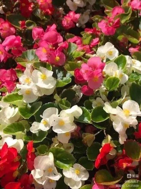 墨尔本旅游文化名城,游澳洲墨尔本