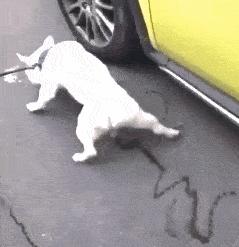 射墨大师邵岩射墨视频,射墨大师邵岩原版