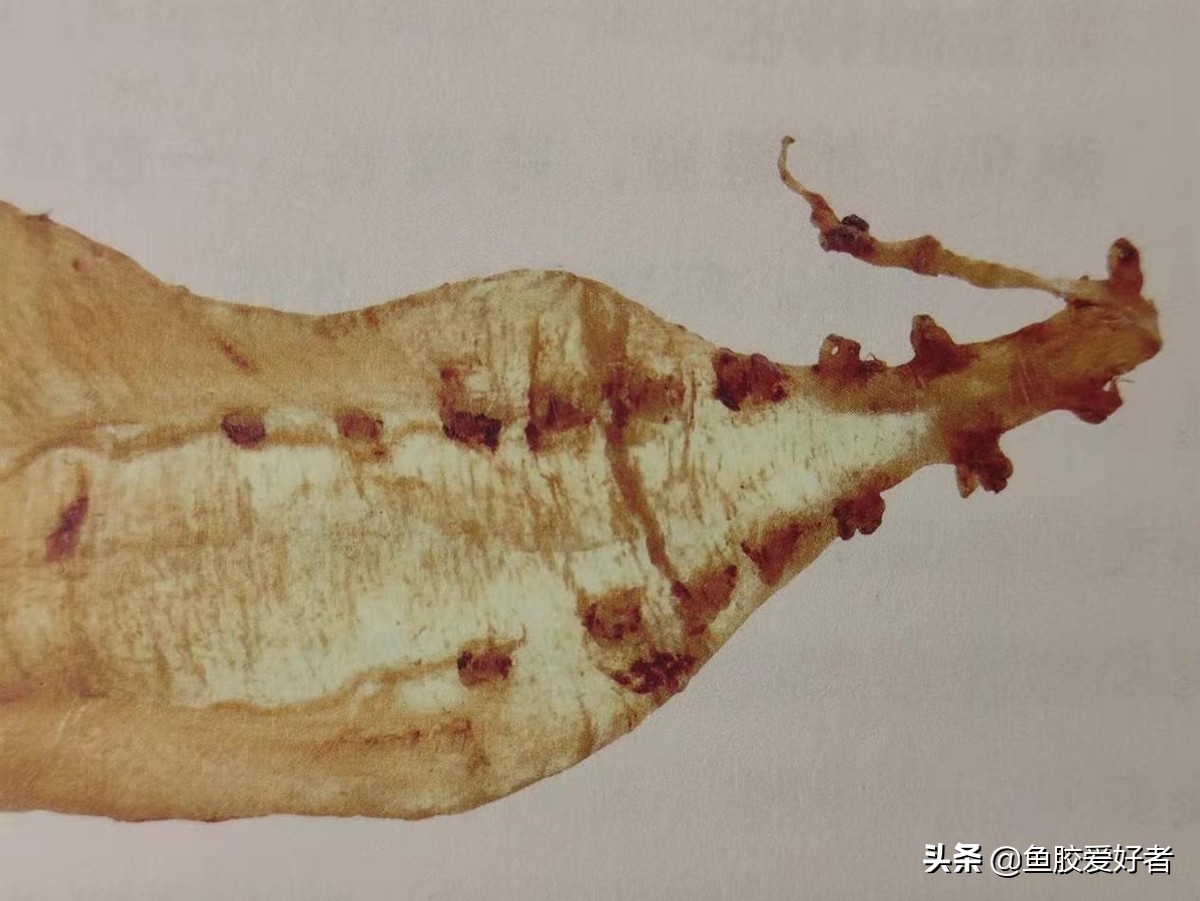 最全鱼胶品种大全,目前最好的鱼胶品种