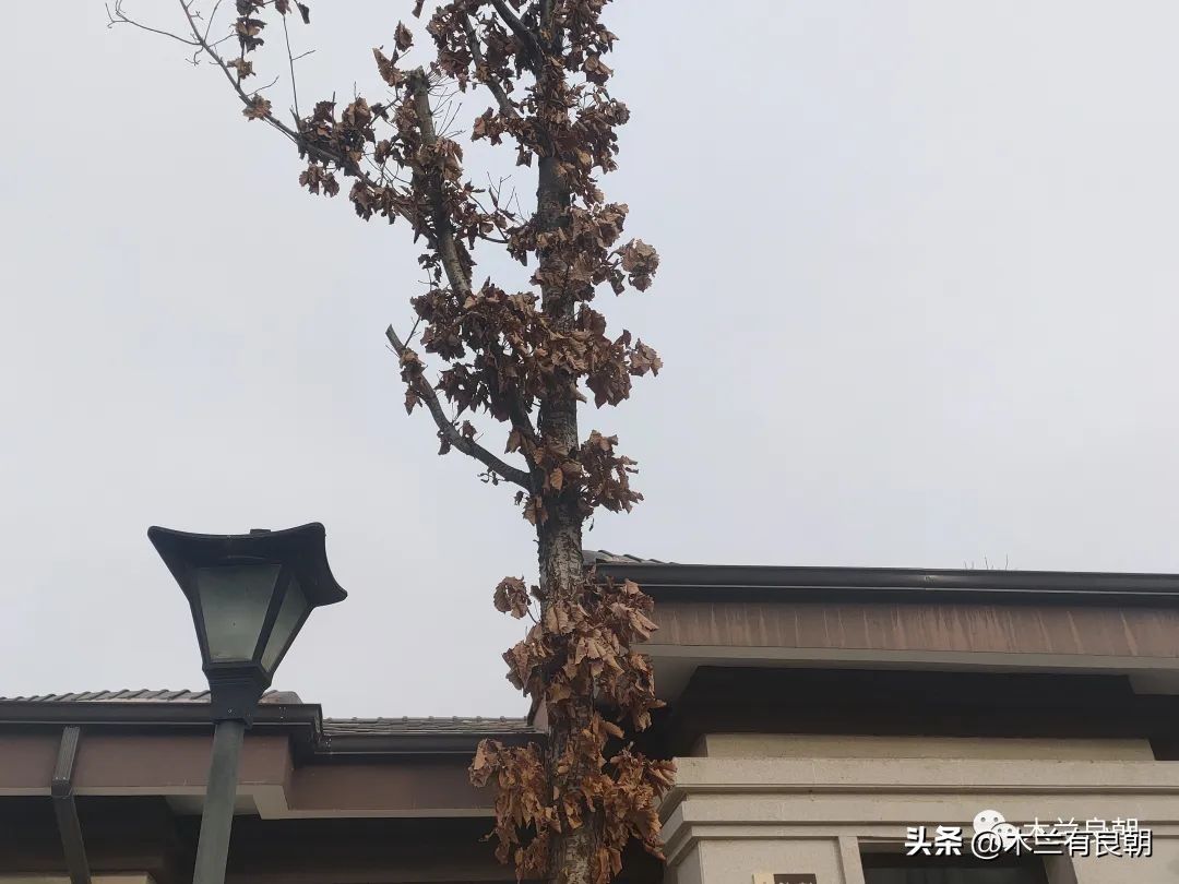 东北城市别墅价格,小县城别墅一万多一平方