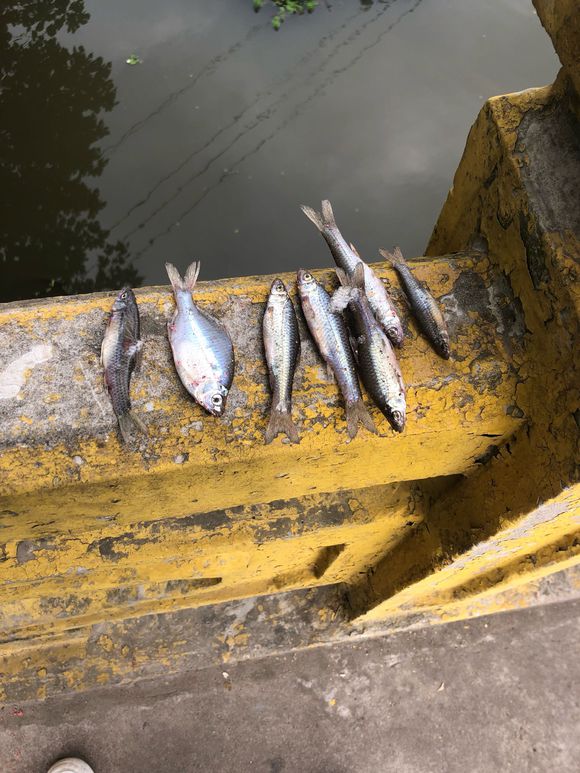 野钓用红虫钓小鱼闹窝怎么办,野钓鲫鱼小鱼闹窝怎么办