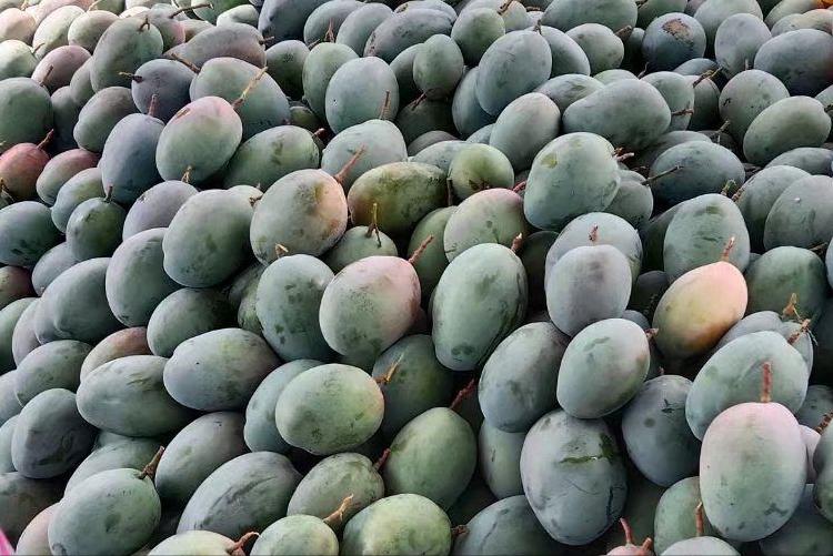 给梨抹药怎么抹合适,给梨抹药