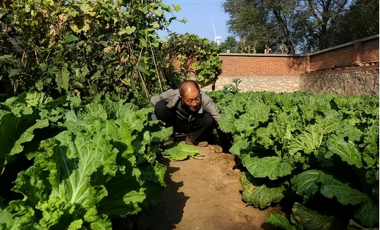 专家建议农村不准种菜养鸡鸭,地方政府有权力禁止农民养鸡鸭吗