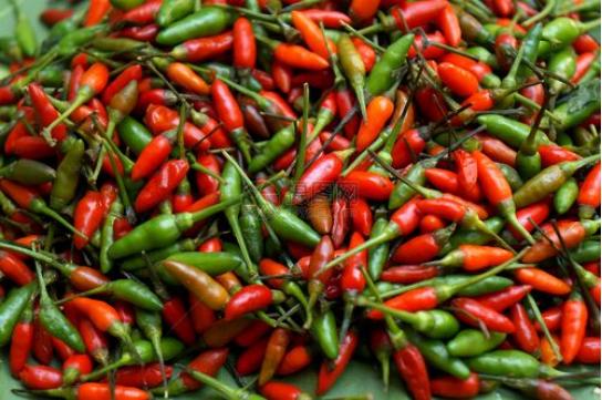 辣椒所有叶子病害大图识别与防治,辣椒结果期需要预防的虫害