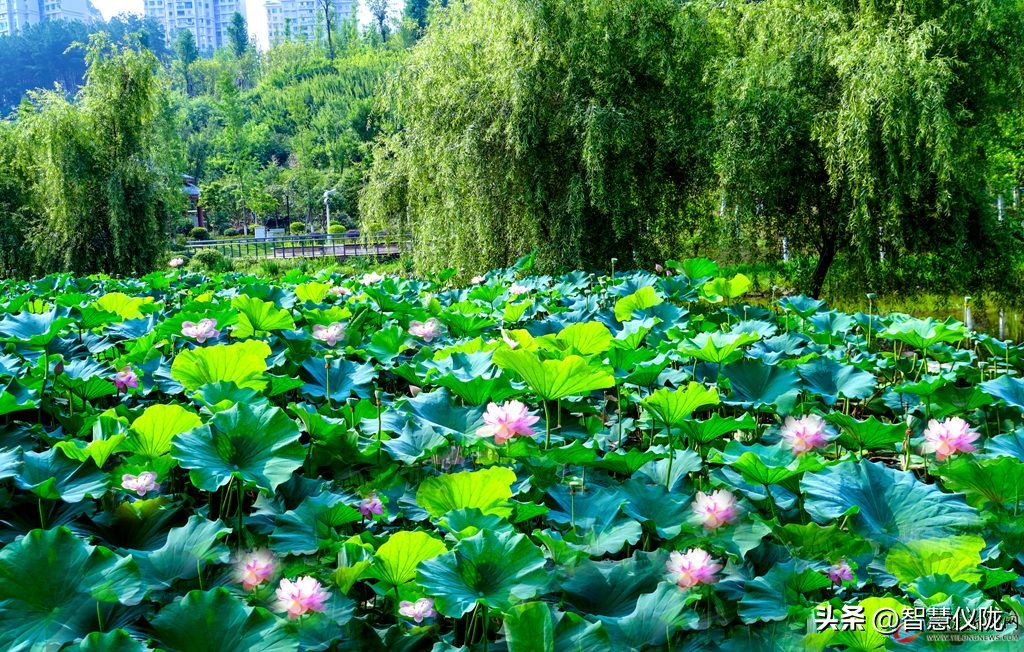 泰酷辣给人一种什么感觉,泰酷辣火了吗