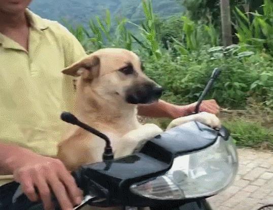 很容易养熟的6种狗早养早享受,最适合新手养的10种狗狗