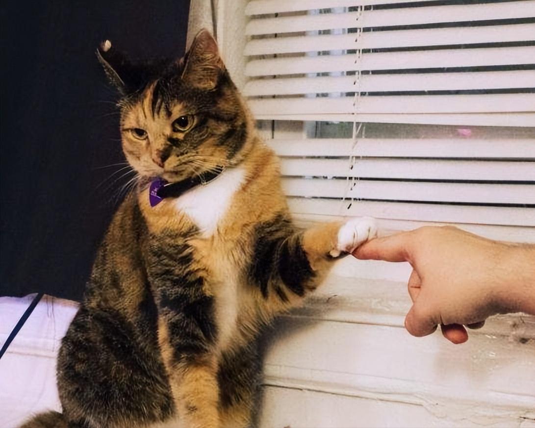 没圈养过的猫咪被圈养会怎么样,猫咪到底喜不喜欢被圈养