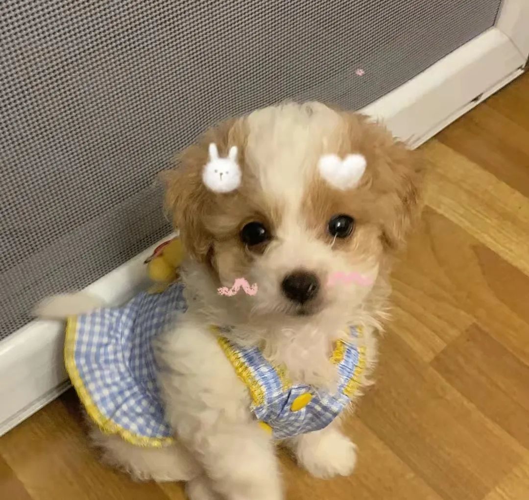 狗狗肠胃炎能给狗狗按摩肚子吗,狗狗肠胃炎吃什么药止泻