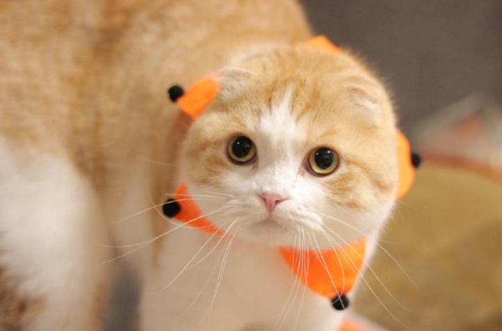 猫拉稀什么颜色体现猫瘟症状,猫拉稀带血便怎么治疗