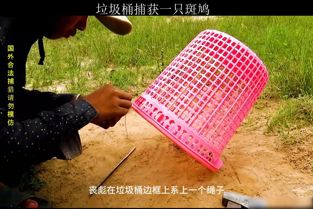 为什么垃圾桶就能捕获到天上飞的斑鸠？