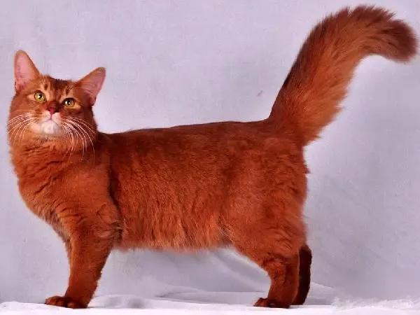 罕见颜色动物,十大罕见彩色动物