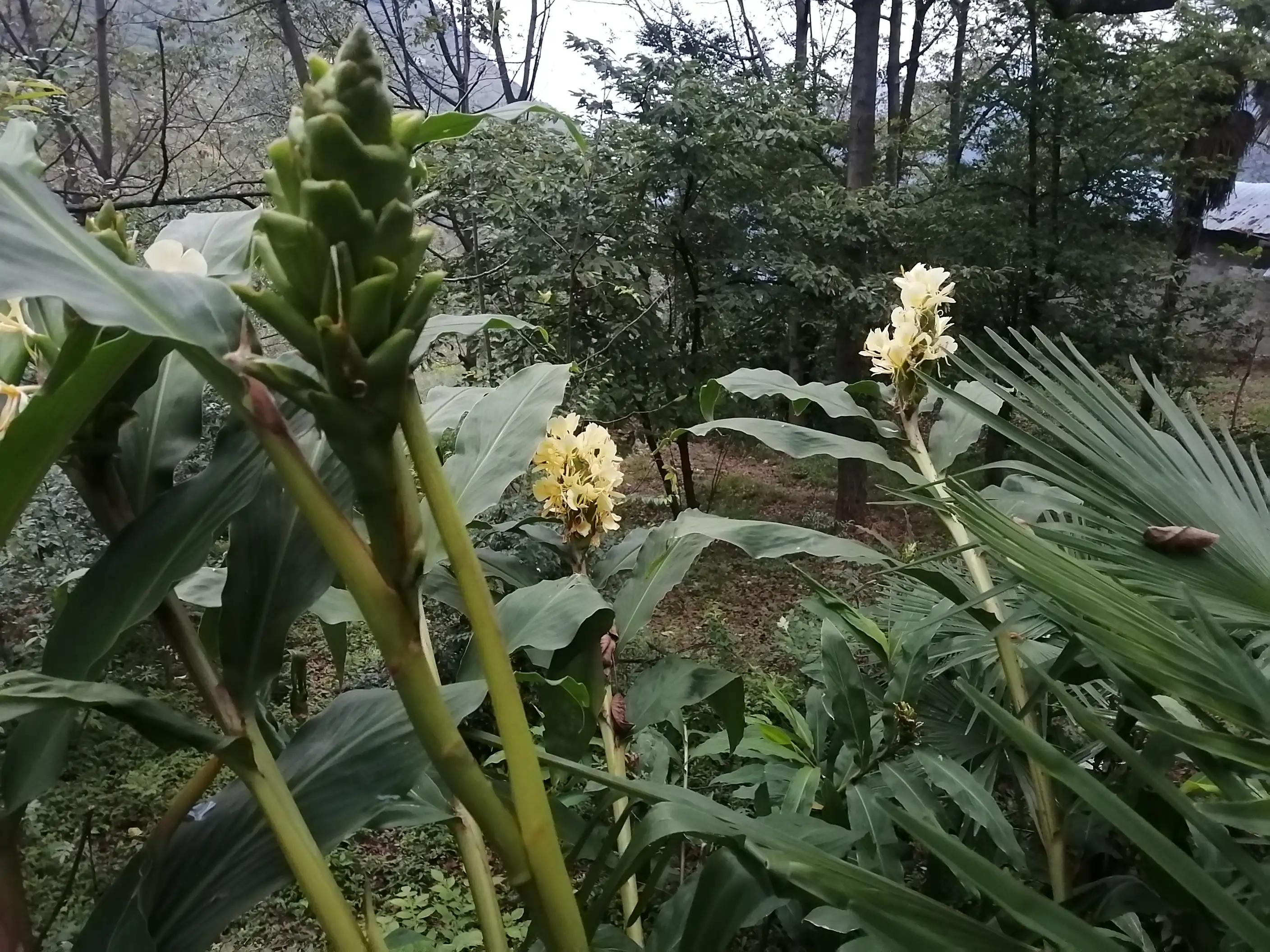 家住重山岳上山（田园七言绝句一组十万大山外的山有诗情画意）