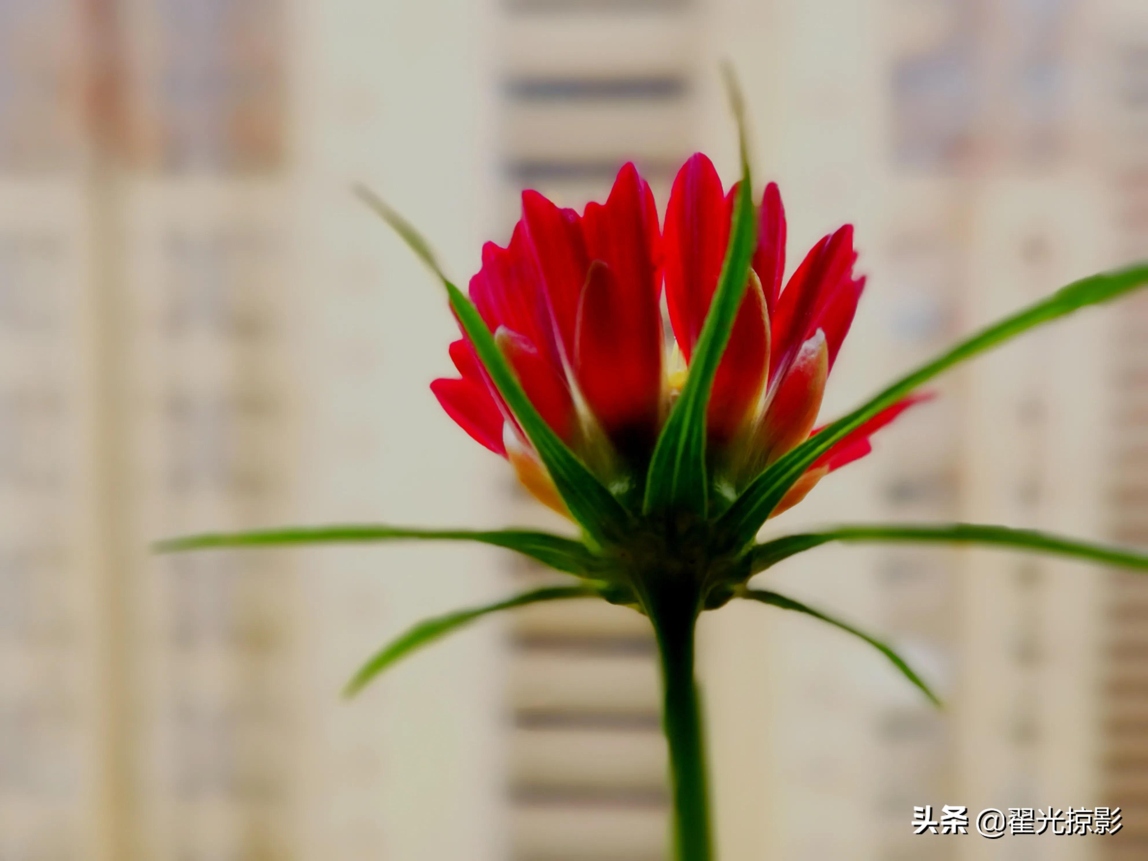 波斯菊坚强,波斯菊的秘密