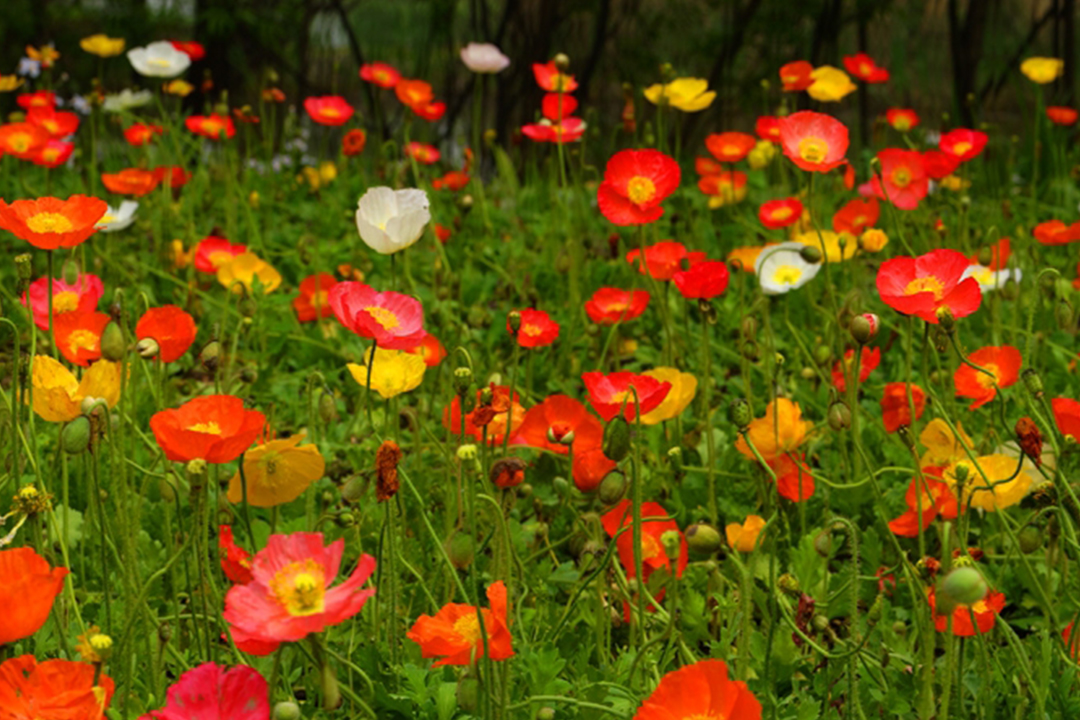 掬水月在手，弄香花满衣。诗词里的氤氲香气，温柔美好，岁月留芳