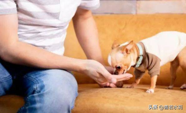 孩子被小动物咬伤后怎么处理,如果被流浪猫咬伤了怎么办