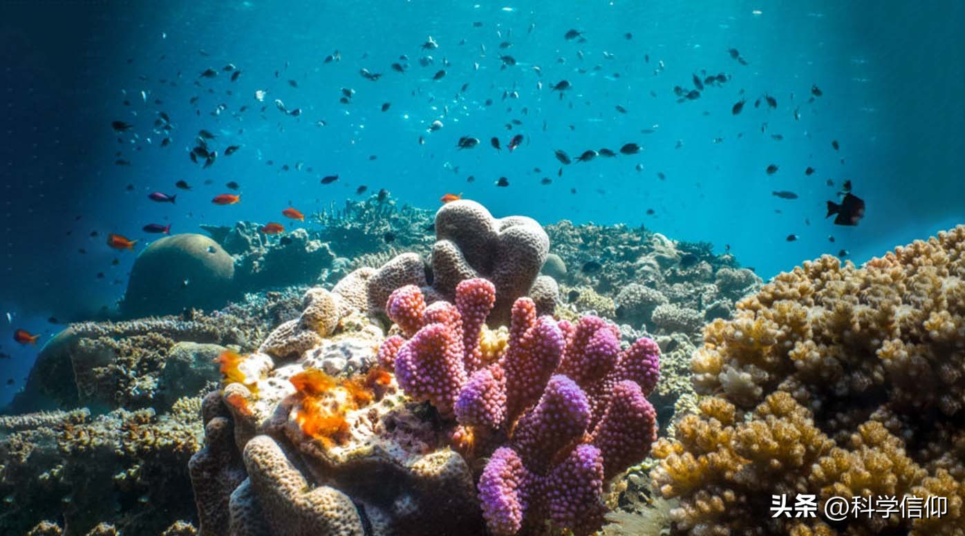 珊瑚白化是因为珊瑚老化,最新珊瑚白化现象