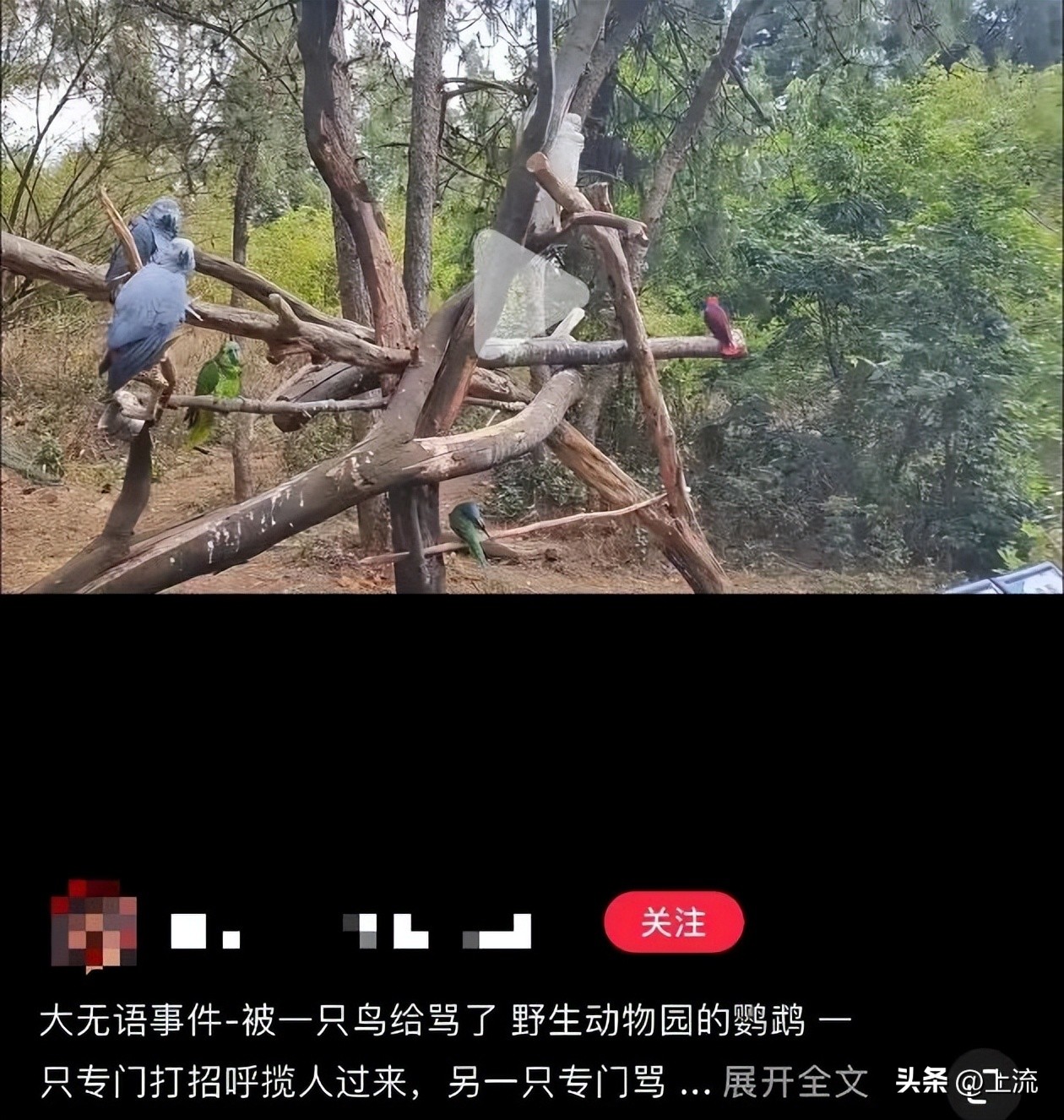 男孩景区遭鹈鹕灌顶,男孩被醍醐灌顶在什么景区