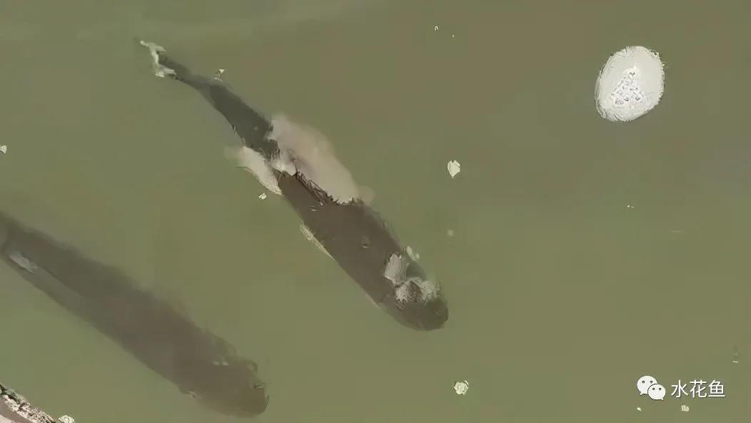 低温水霉怎么治疗,赤皮水霉