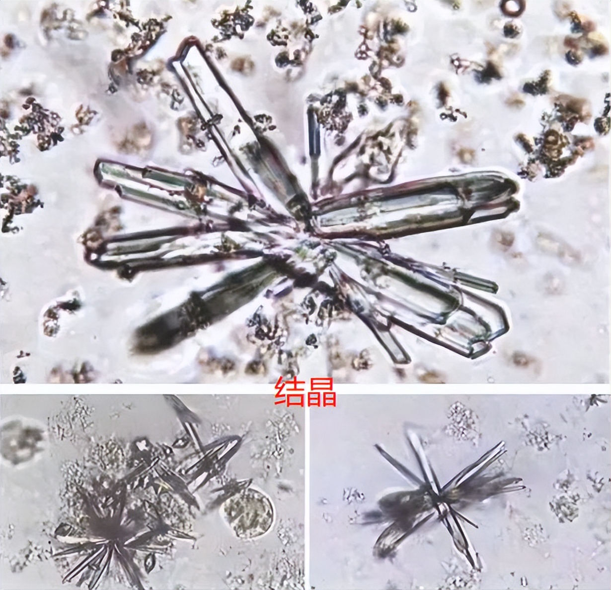 猫咪尿血医生一般怎么检查,猫咪尿血最快的药