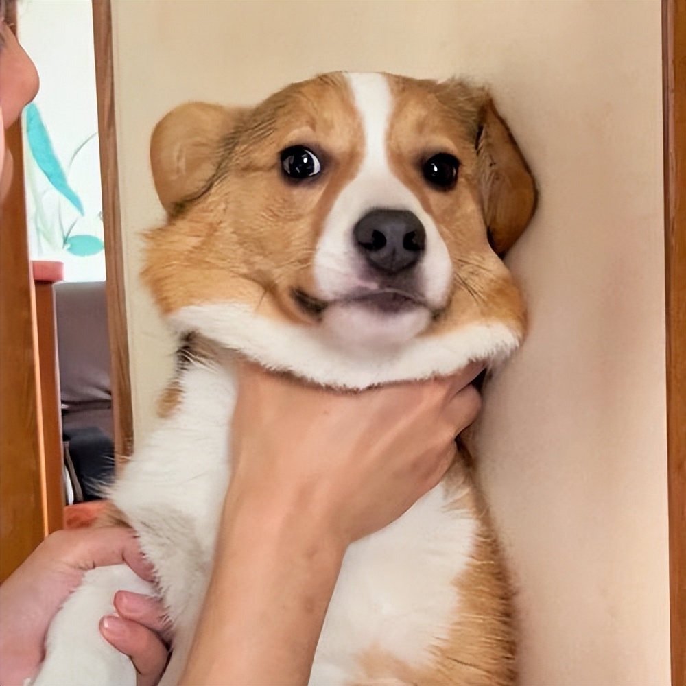 柯基为什么有些人感觉很傻,柯基成年后有什么变化