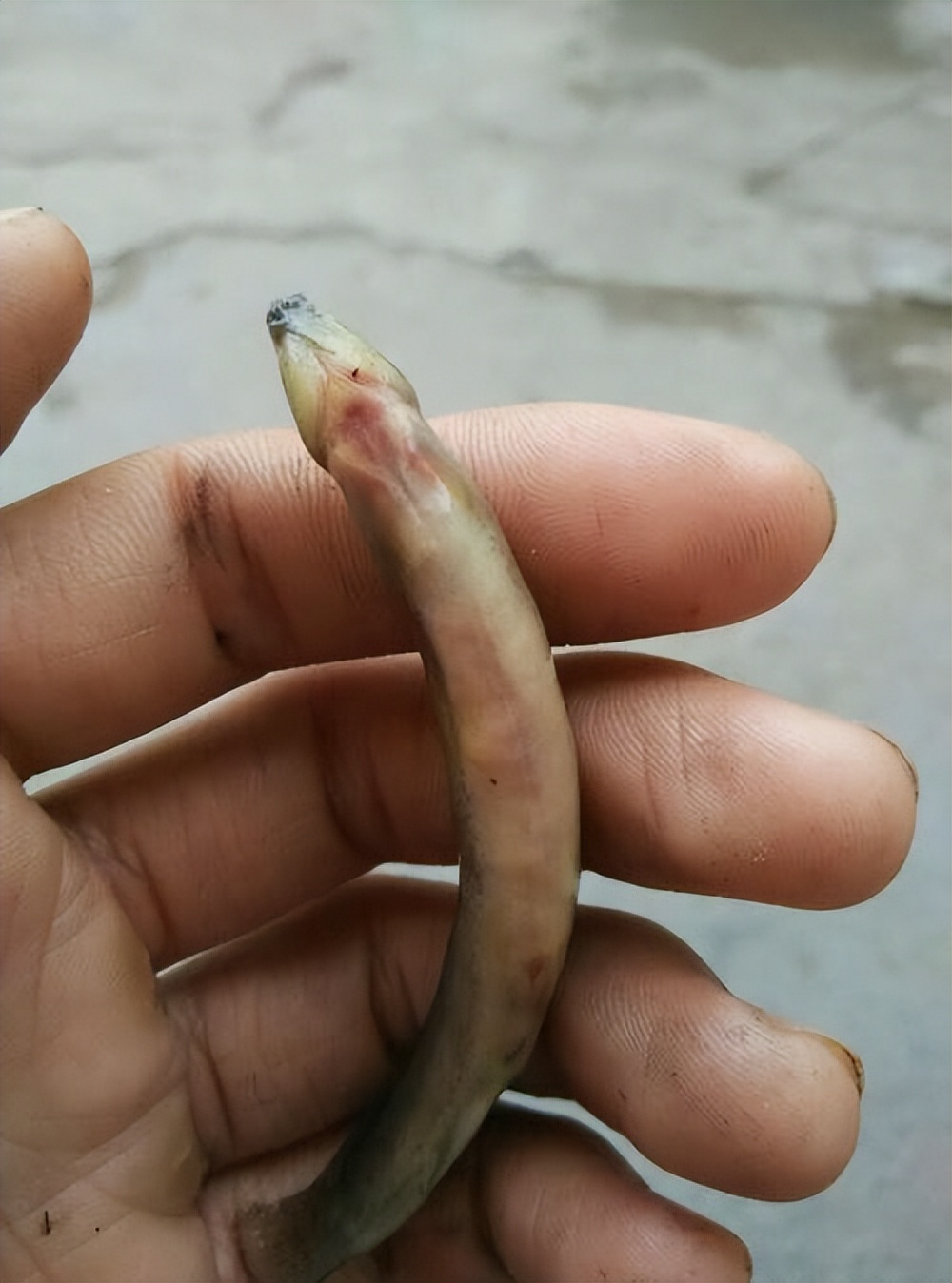 泥鳅水花常见病害及解决方法,泥鳅黄鳝的养殖技术和病害