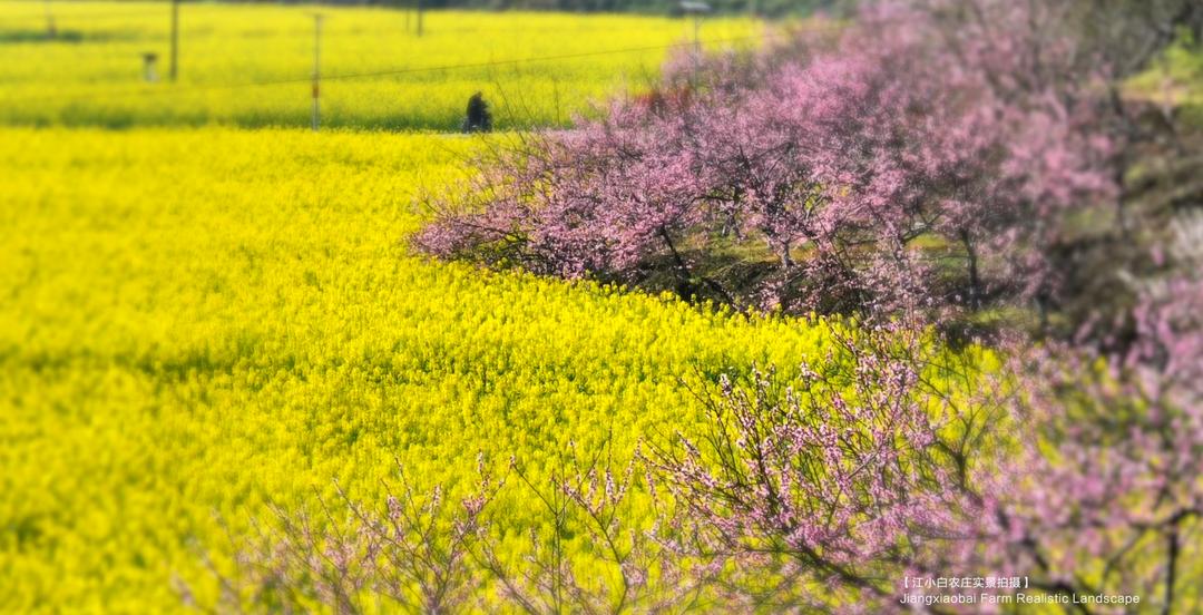 iChongqing丨春日里的乡村美出“国际范”！