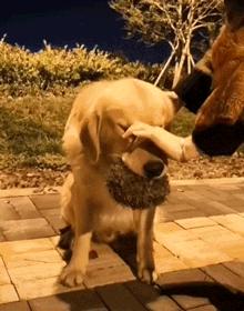 金毛嘴巴一直流白泡沫怎么办,金毛口水泡沫太多了什么原因