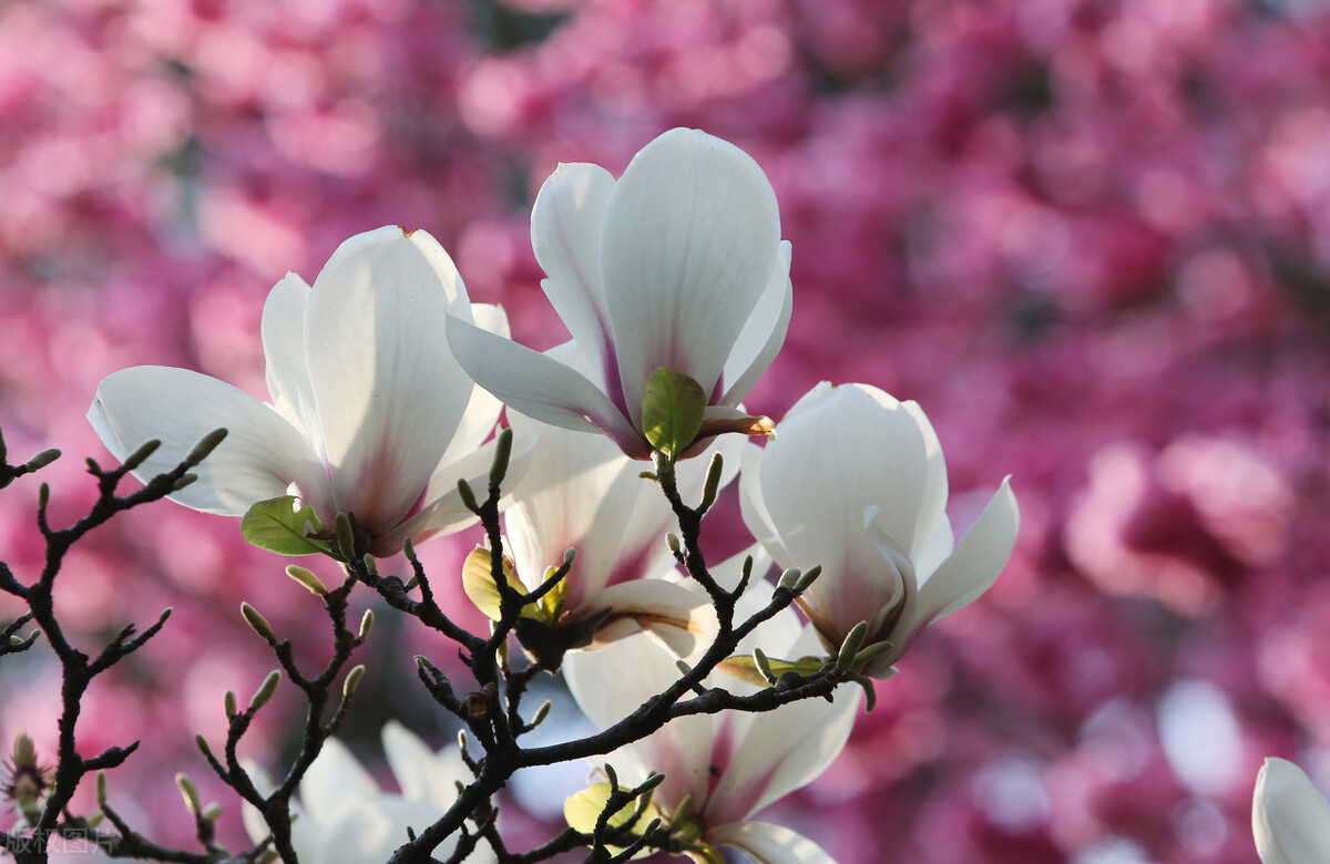 春天昆明赏花有哪些景点,春天来春城昆明7大赏花好去处