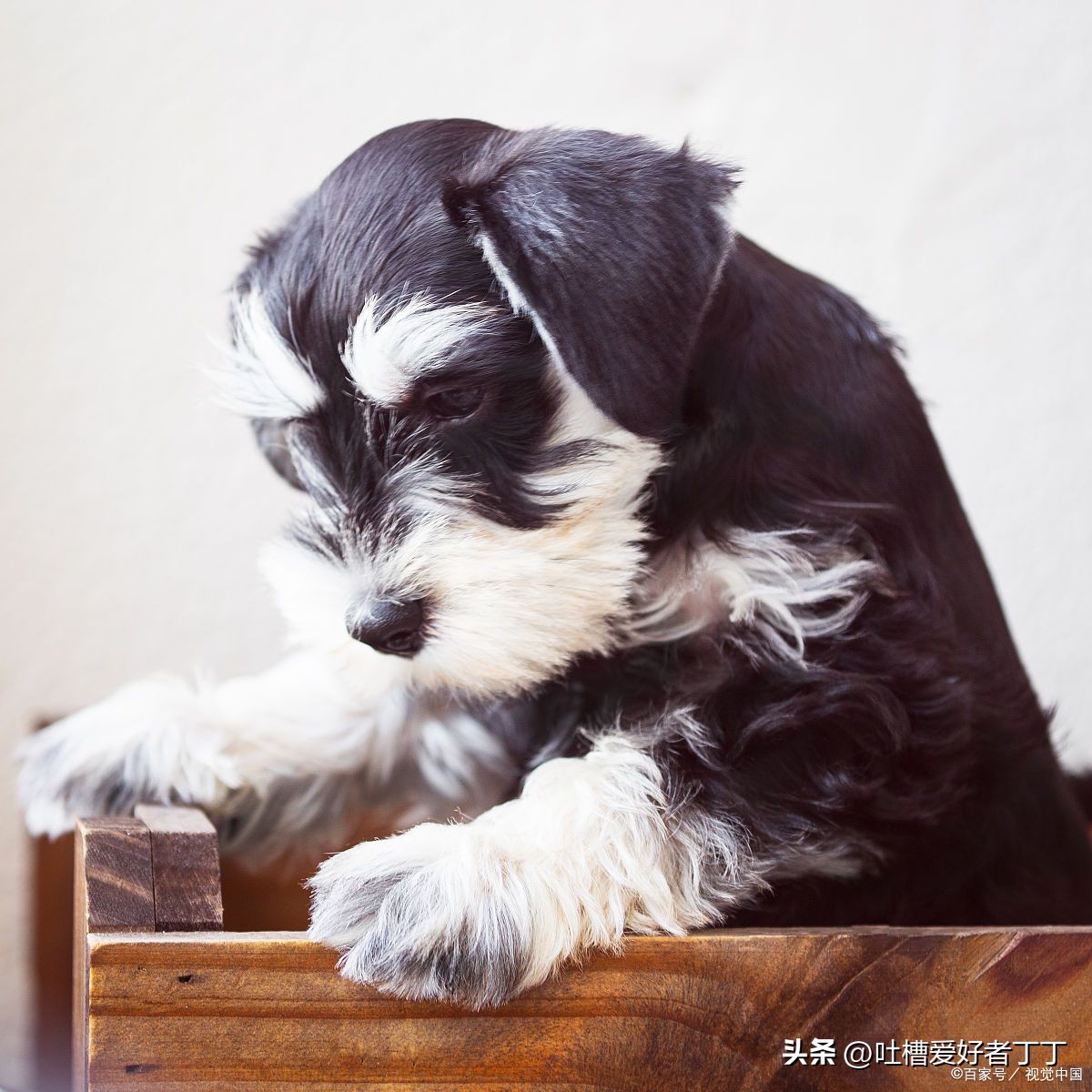 小型宠物狗品种有哪些,小型宠物狗养什么品种比较好