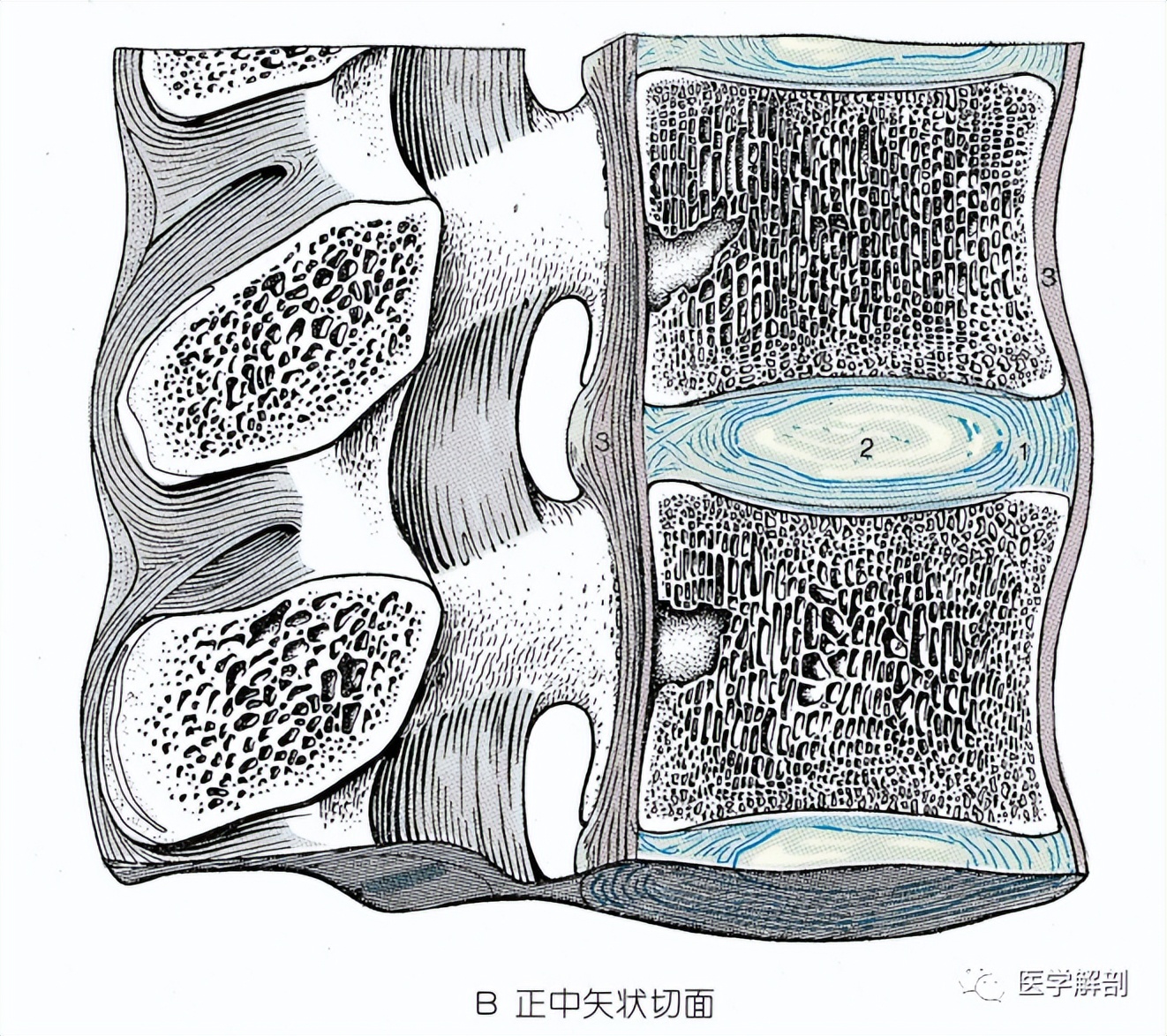 椎间盘突出膨出脱出如何治疗最好,椎间盘突出图怎么看