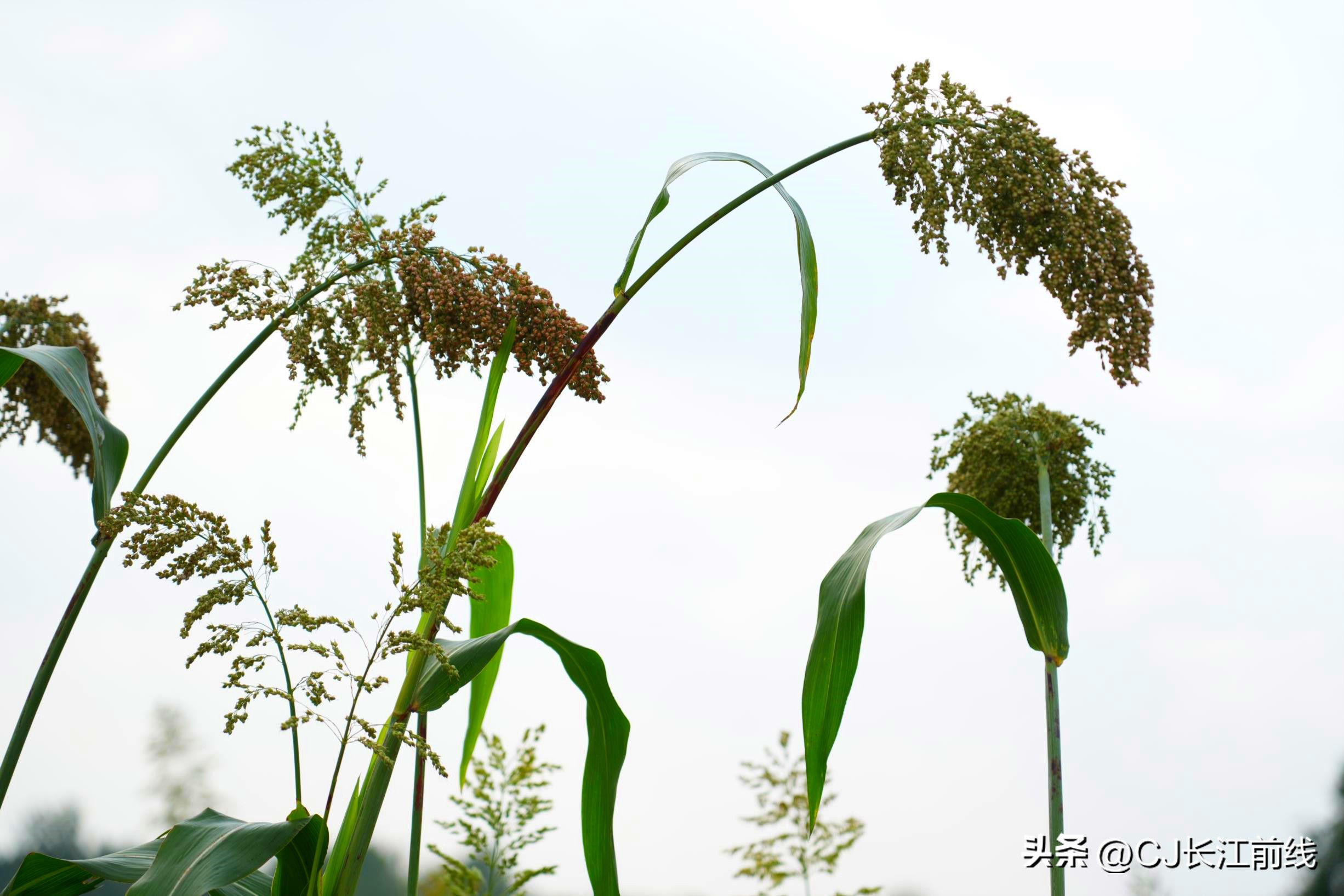 正宗红高粱图片,最火的红高粱