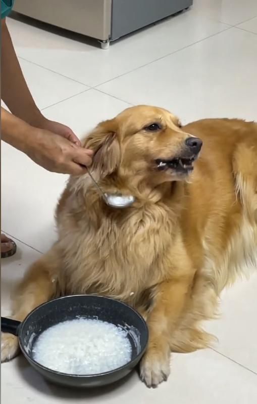 网红金毛coco到底是得了什么病,金毛coco离世原视频