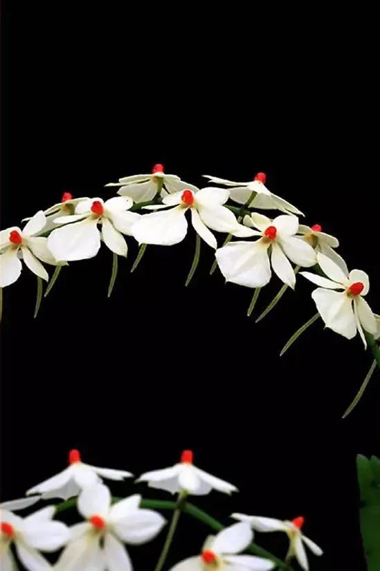 矮种兰花图片欣赏,写意兰花作品欣赏