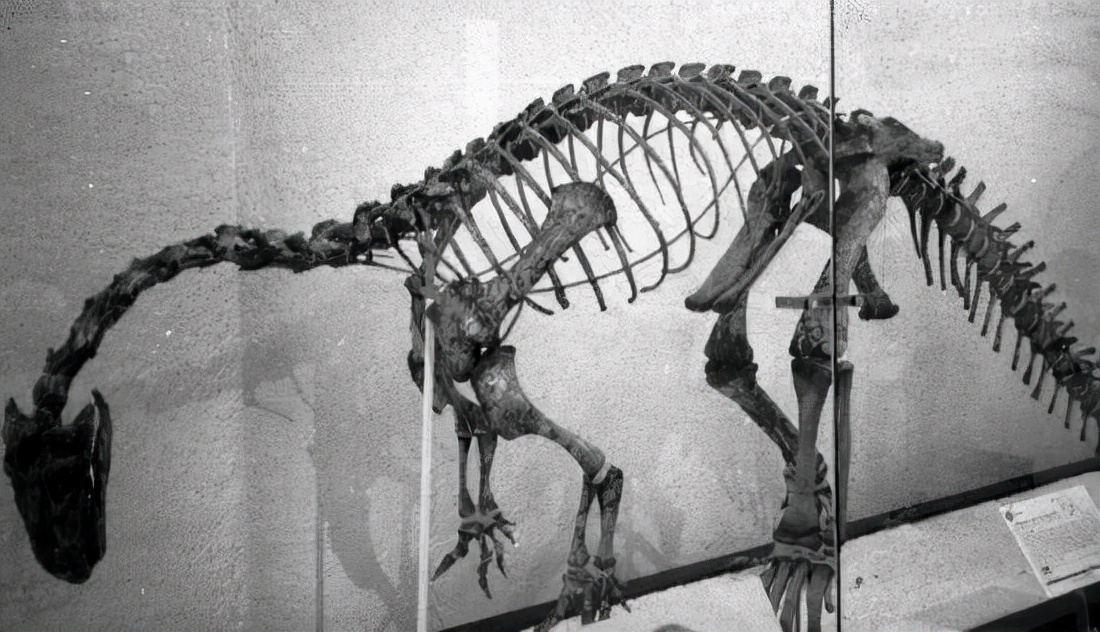 恐龙史前生物大合集,恐龙时期最强的五种恐龙